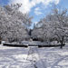 Magnolien im Schnee